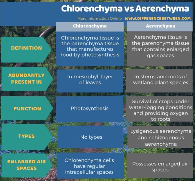 Chlorenchyma dan Aerenchyma  dalam IPA, pengertian, perbedaan