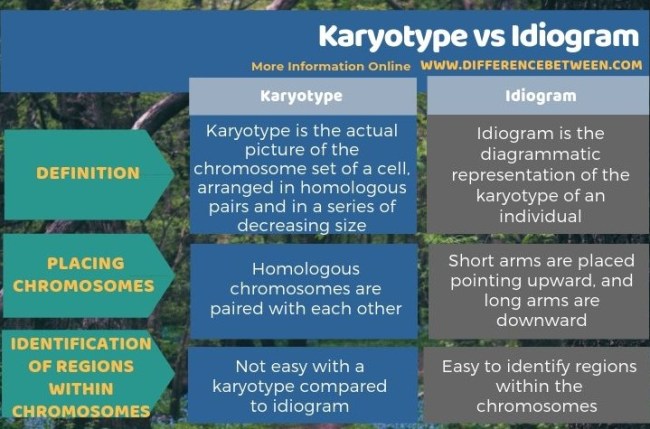 Karyotype dan Idiogram  dalam IPA, pengertian, perbedaan