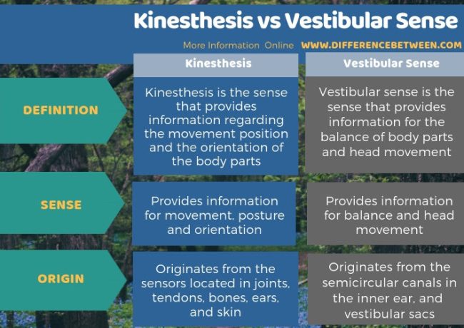 Kinestesis dan Pengertian Vestibular  dalam IPA, pengertian, perbedaan