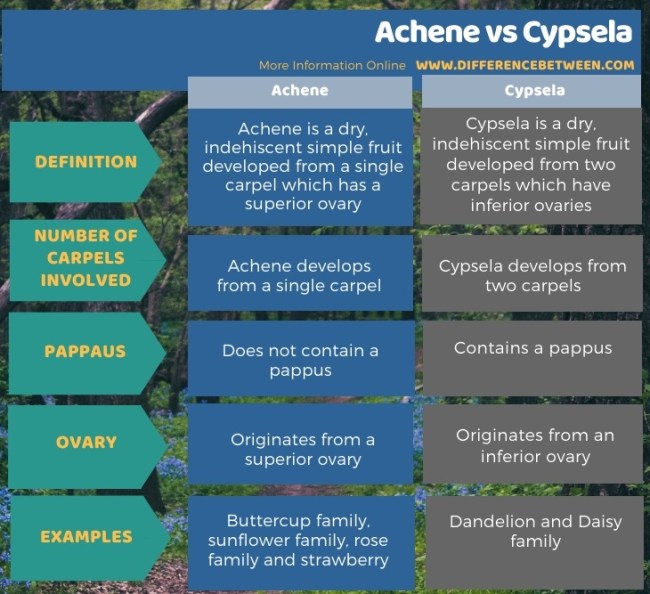 Achene dan Cypsela  dalam IPA, pengertian, perbedaan